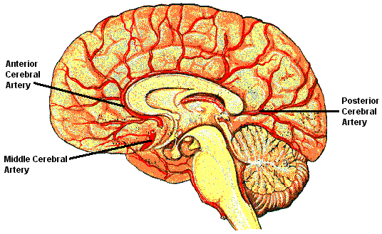 Arteries ( Median View ).