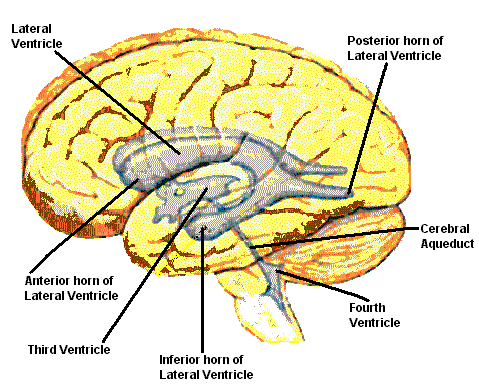 Ventricles ( Lateral View ).
