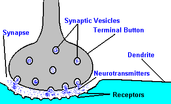 synaps.gif (4473 bytes)