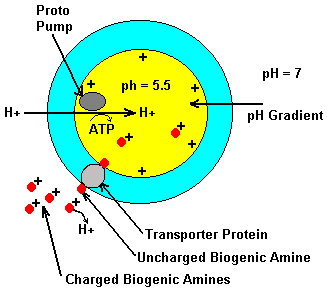 vesicle.gif (4687 bytes)